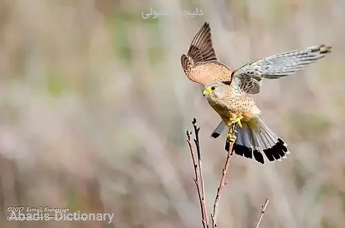 دلیجه معمولی